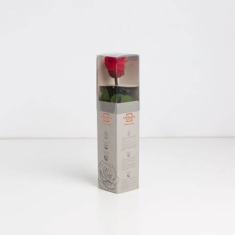 Amorosa Mini Red, Trandafir Natural Conservat