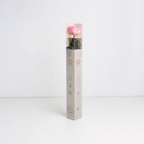 Amorosa Standard Pastel Pink, Trandafir Natural Conservat